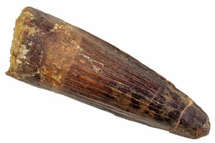 Fossil Spinosaurus Tooth - Real Dinosaur Tooth #268688